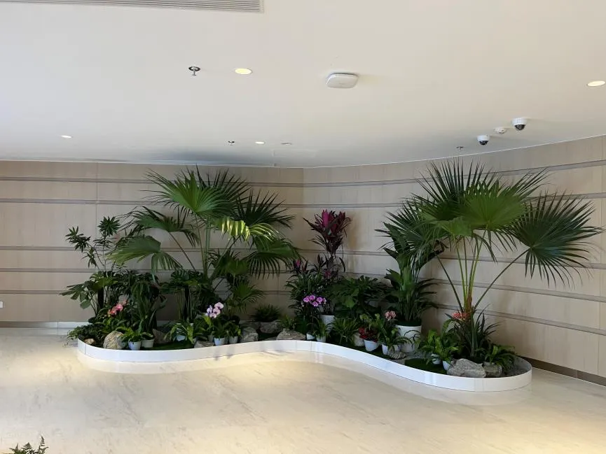 杭州湾植物租摆