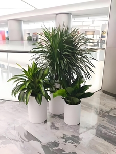 惊叹！宁波奉化花木出租，优质服务超乎想象！